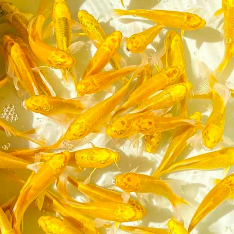 8-10cm黄金龙凤2条送1条备损