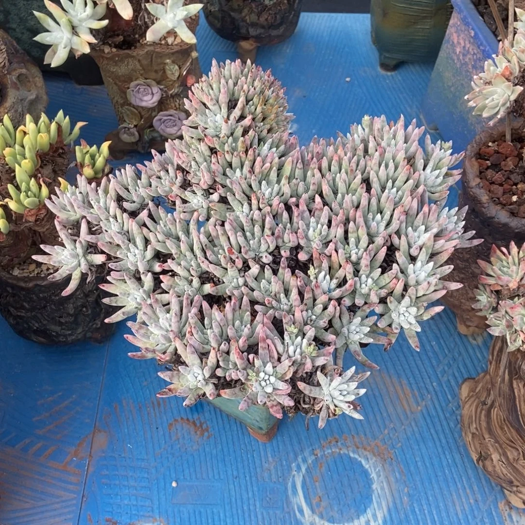 福利多肉植物啦啦啦