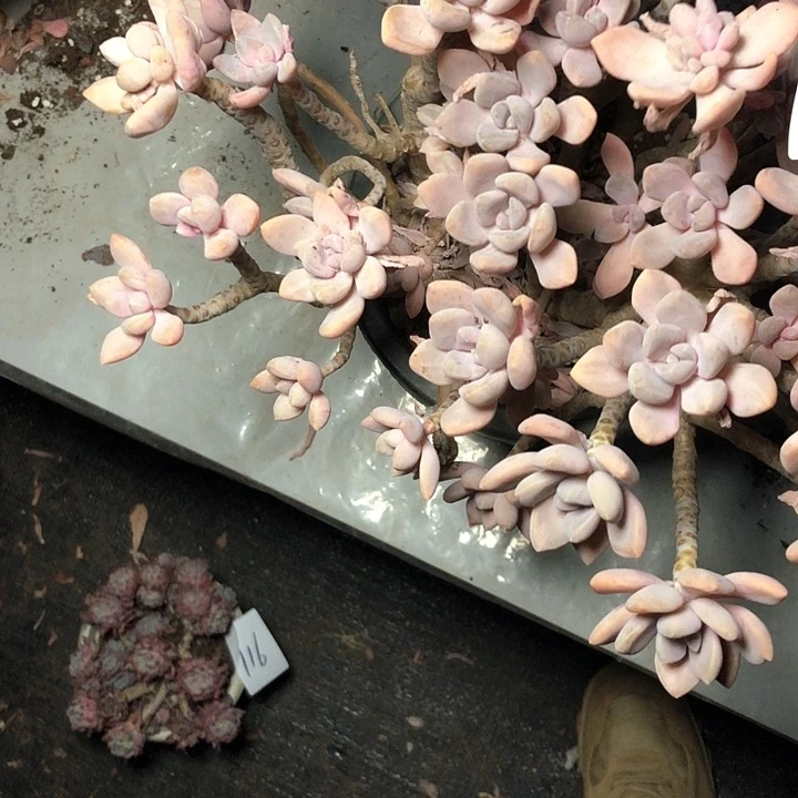 心**情117//////////////////