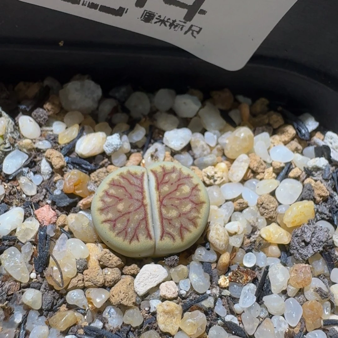 Ssss精品生石花944黄绿菊