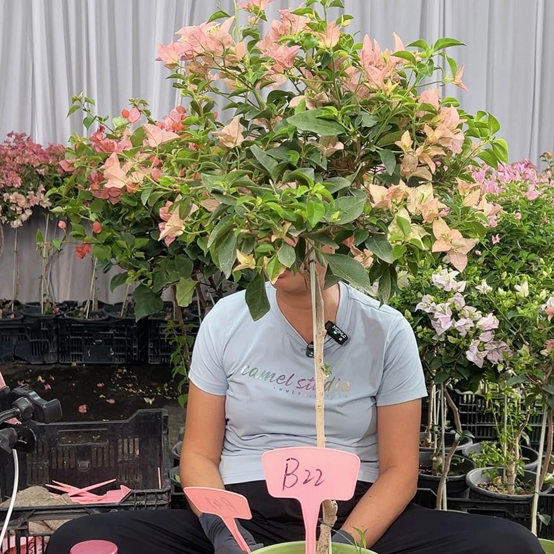 暗***影当前无花栽培后可以开花B22卡雅塔