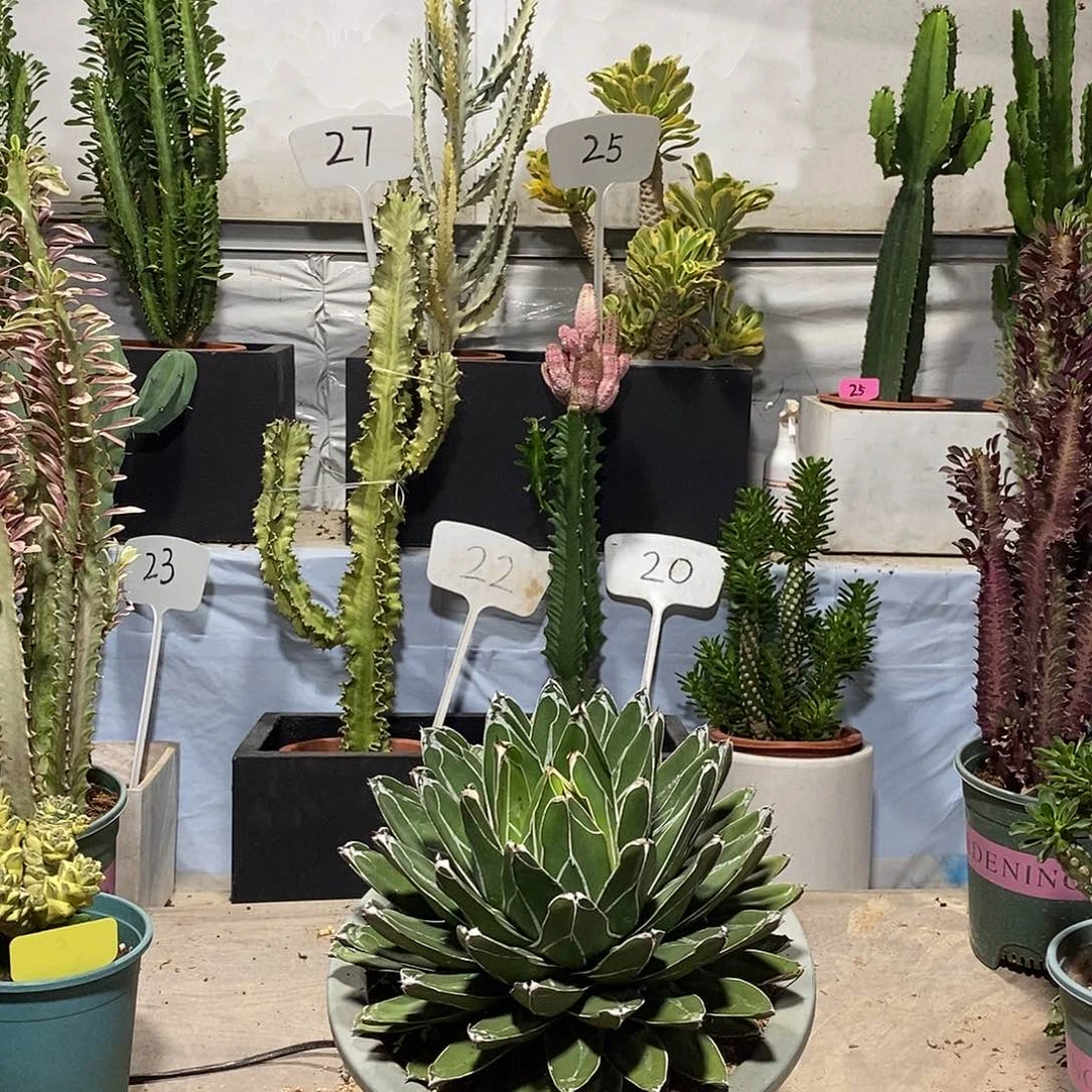 无花朵屉之雪龙舌兰