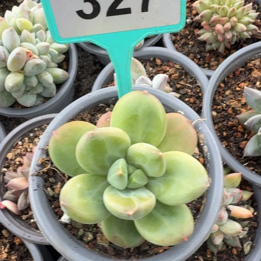 海洋之歌一物一拍327