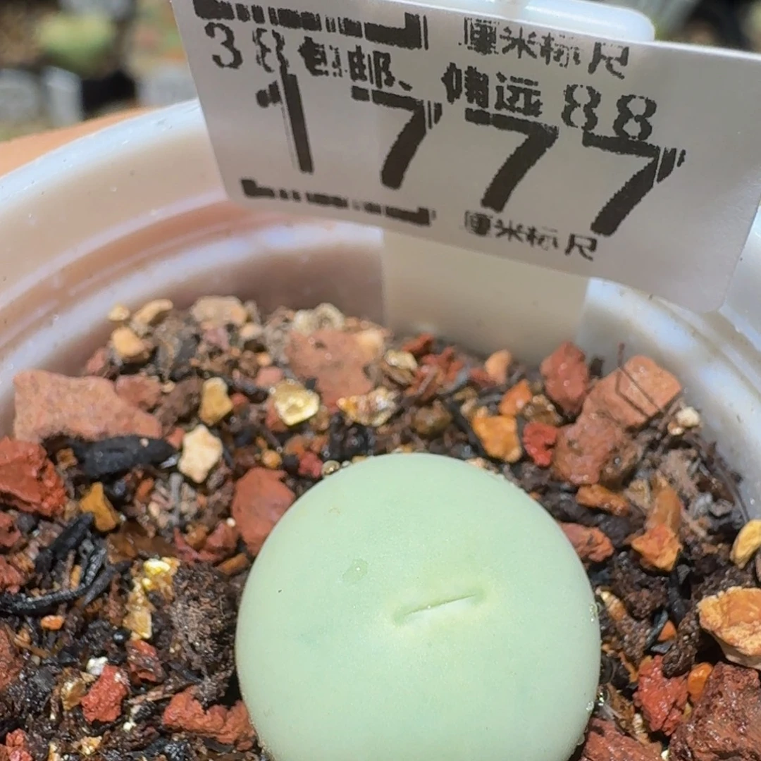 Ssss精品生石花1777