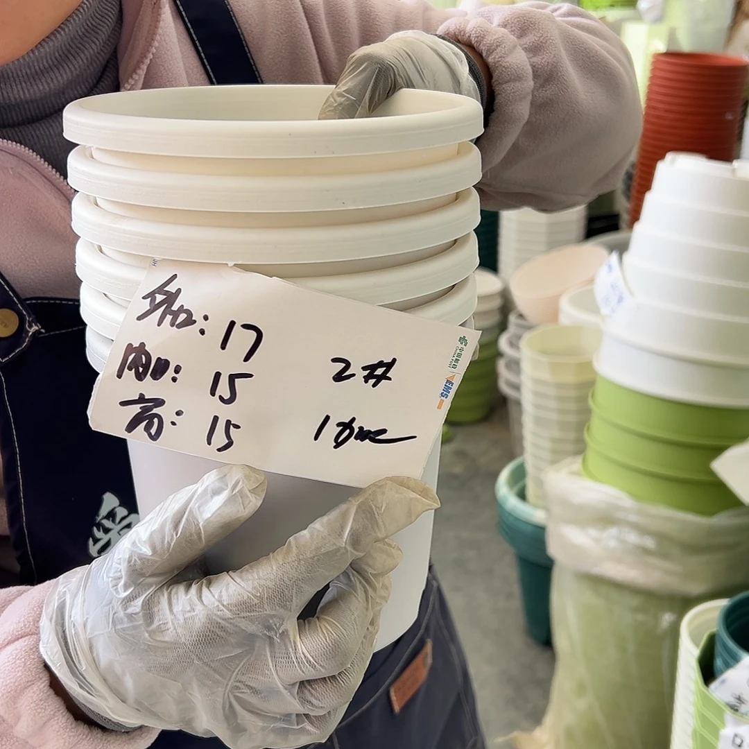 四季盆2#白色10个无托