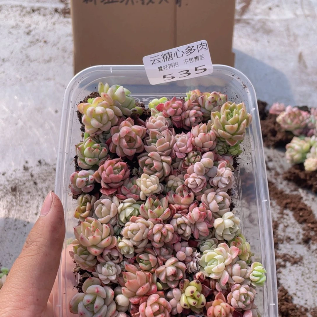 云糖心多肉植物535