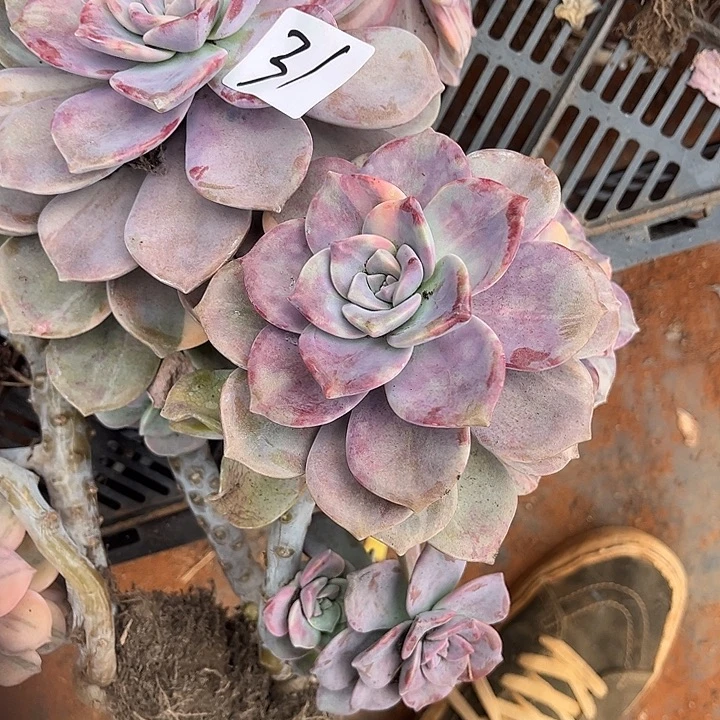 糖***糖紫乐景16.88多肉植物精品