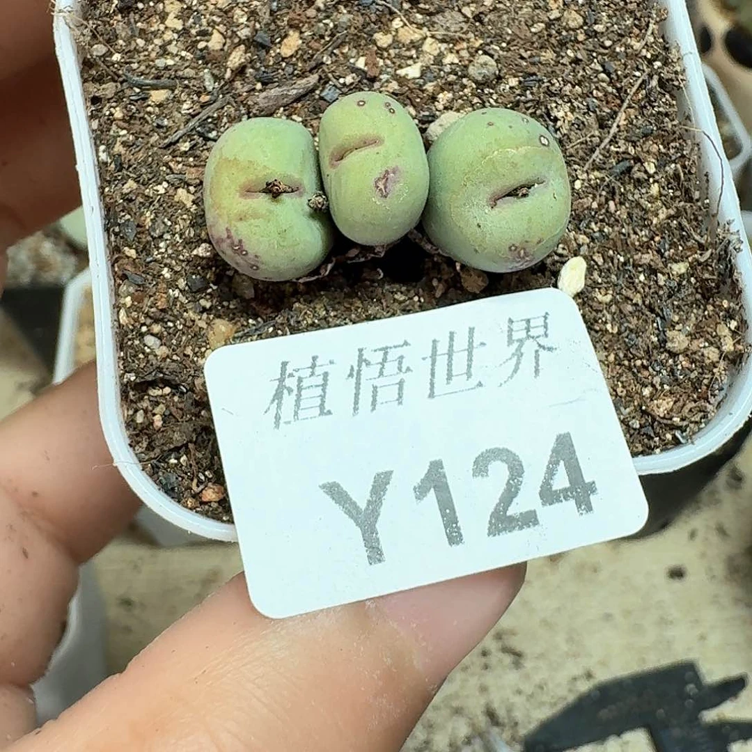 124号多肉植物提取f c