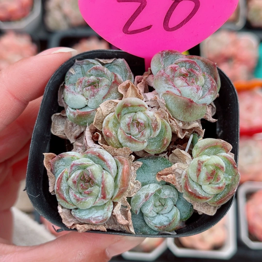 20号小老桩胖虎群