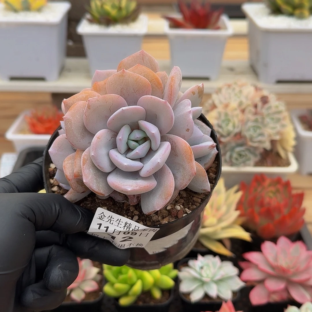 1109-23奶茶群生a