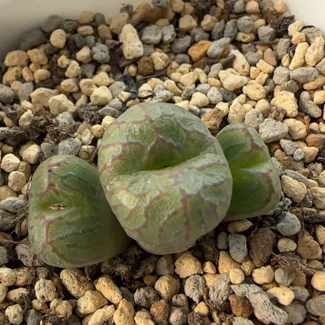 12-21-3-5当天满38包邮送奶工杂交脱土