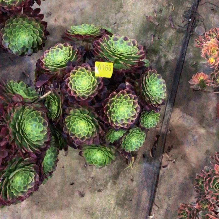 用****波嘉年华多肉16600000000