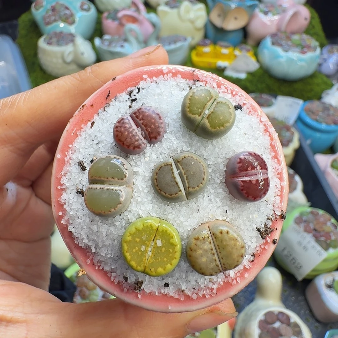 多肉植物福利冲1291