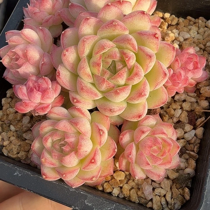 0120-97 女王自然群