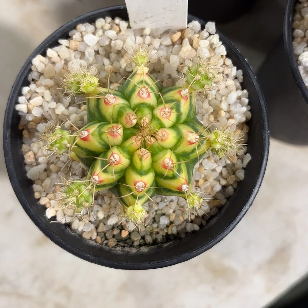 71-0614泰国发货多肉