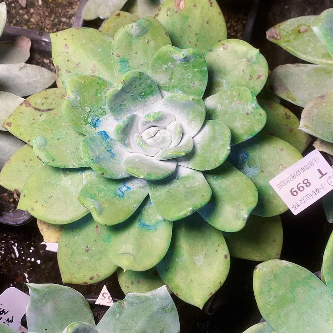 899普西菲克仙女杯多肉