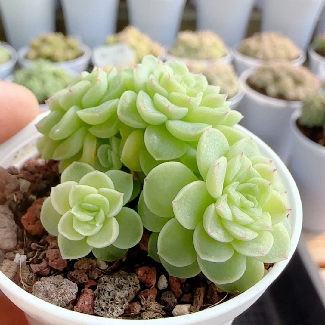 1113-147（优选麦杆）