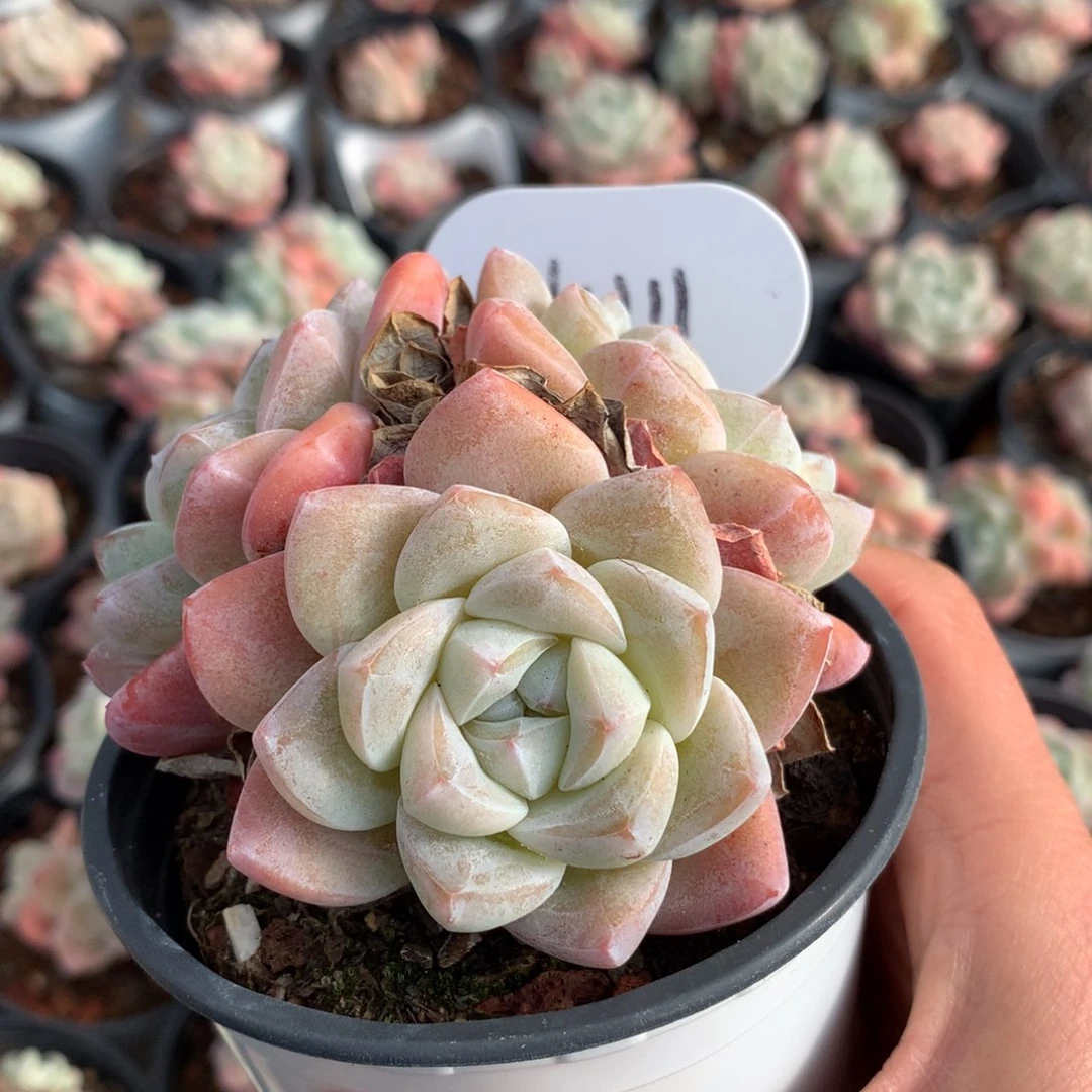 黑***妮白透冰玉专拍4111