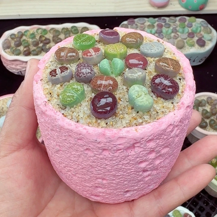 538零下地区记得拍保温箱