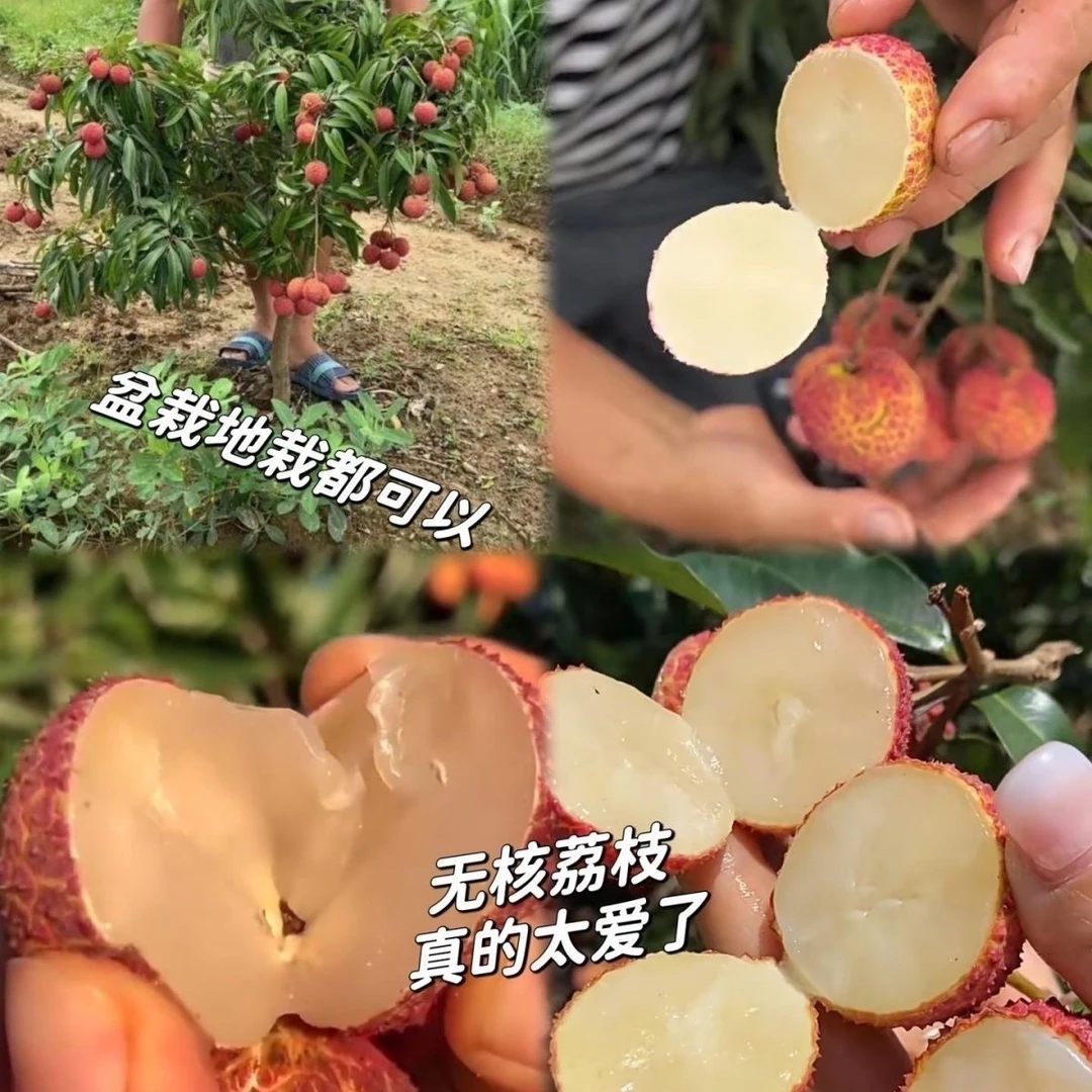 正品大果无核荔枝高端品种荔枝嫁接苗盆栽地栽种植
