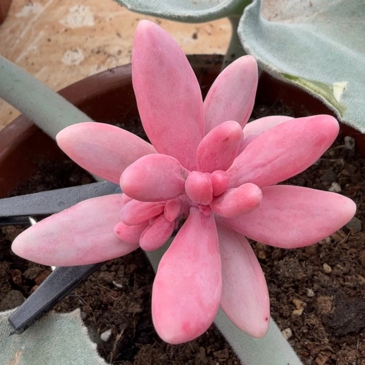 红手执白腹轮锦带侧芽