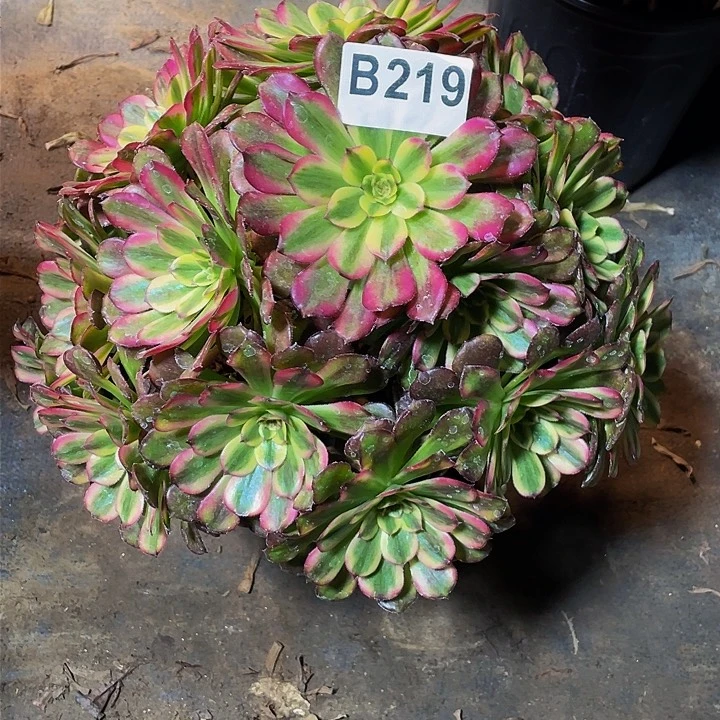 多肉法师219号维纳斯不包损