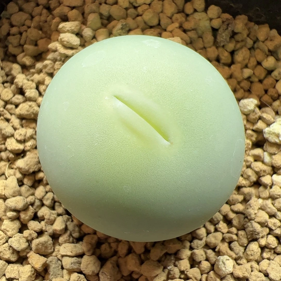 【闪购商品】84 大鸽子蛋3cm