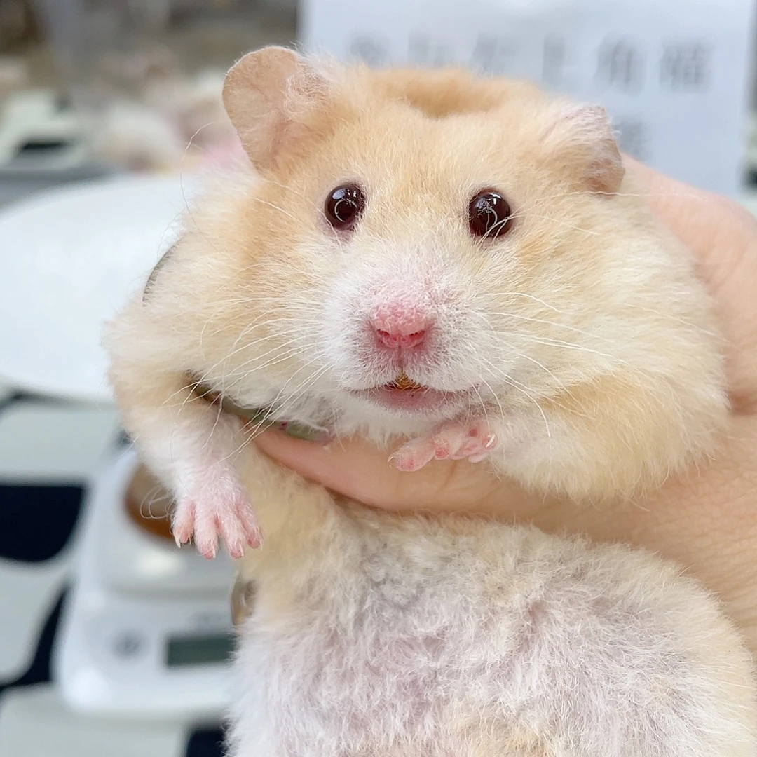 卷短鸽灰弟弟 5.27 40