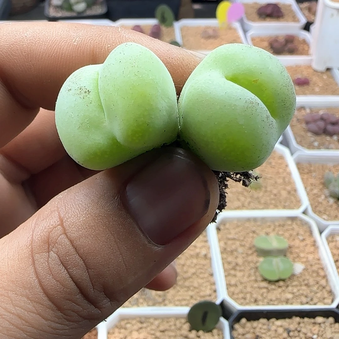 开播福利来啦45109