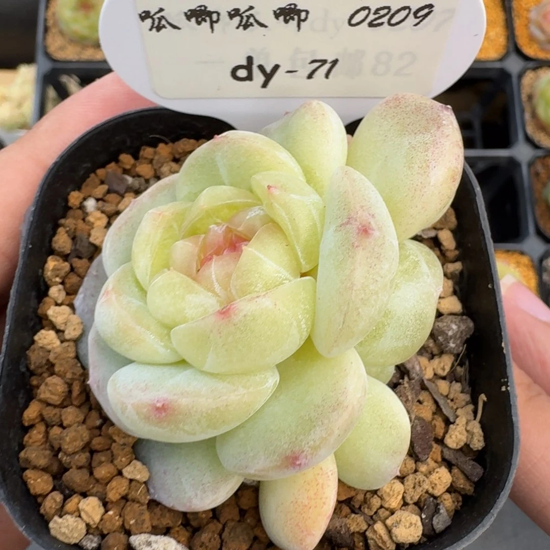 红陶环***猪0209-071-荷包蛋y