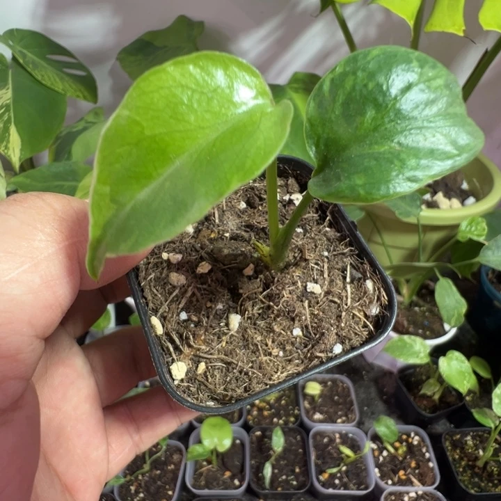 嘴***笑完全开放龟背竹种苗