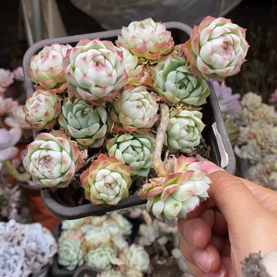 麦秆女王整桩带盆土，120杯