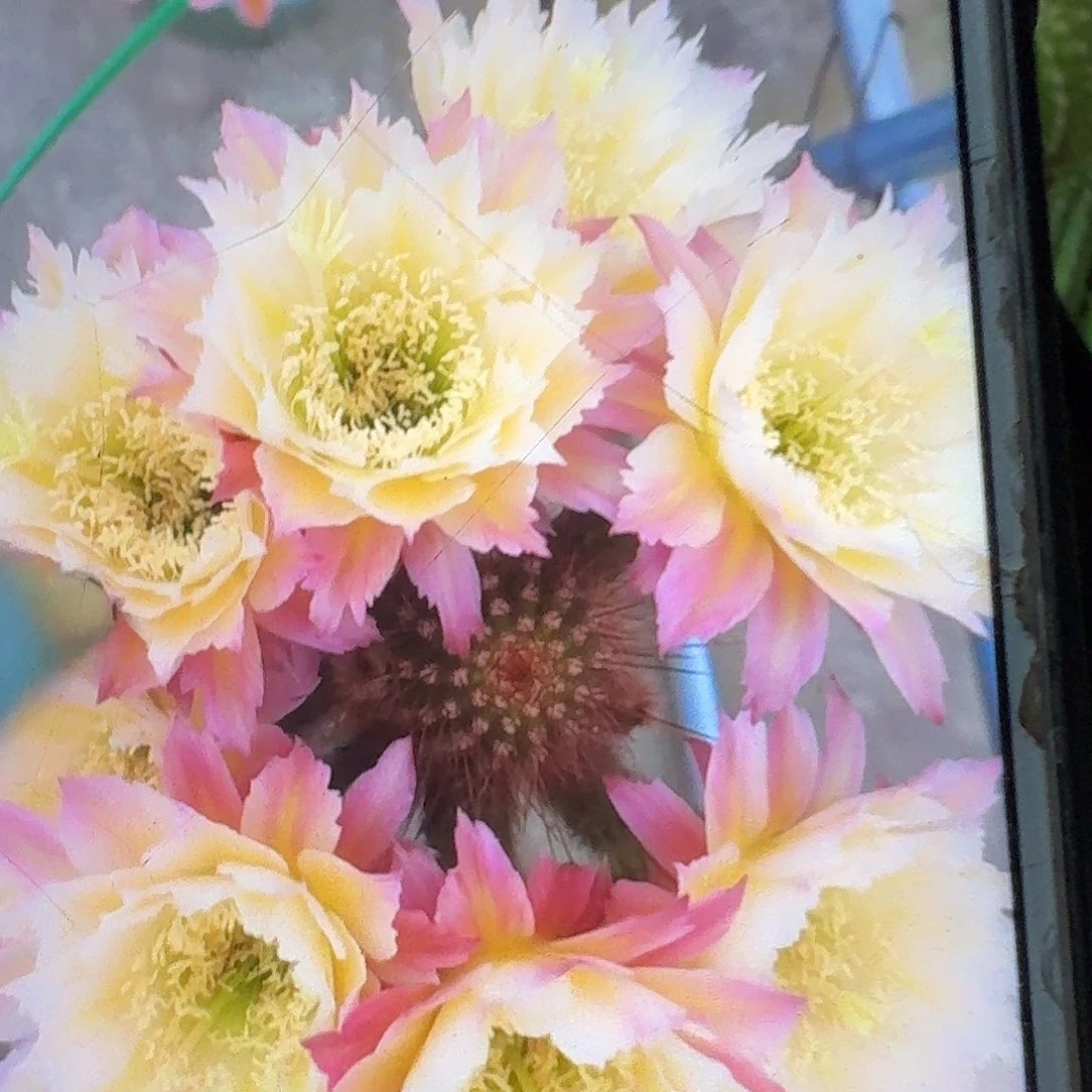 ts126根高10公分毛花柱