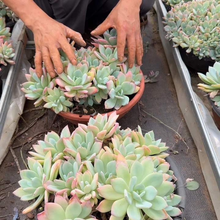 暮光之城多肉植物