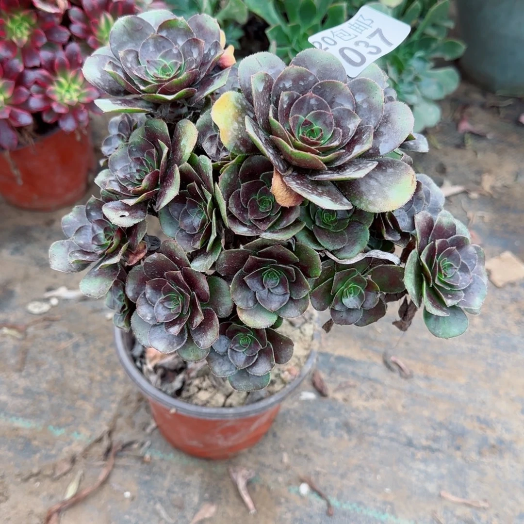 炫彩圆叶037满20包邮断枝不包