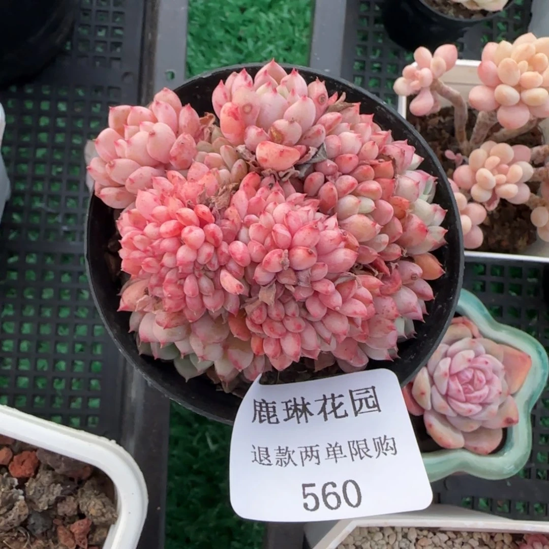 闪购精品多肉560号