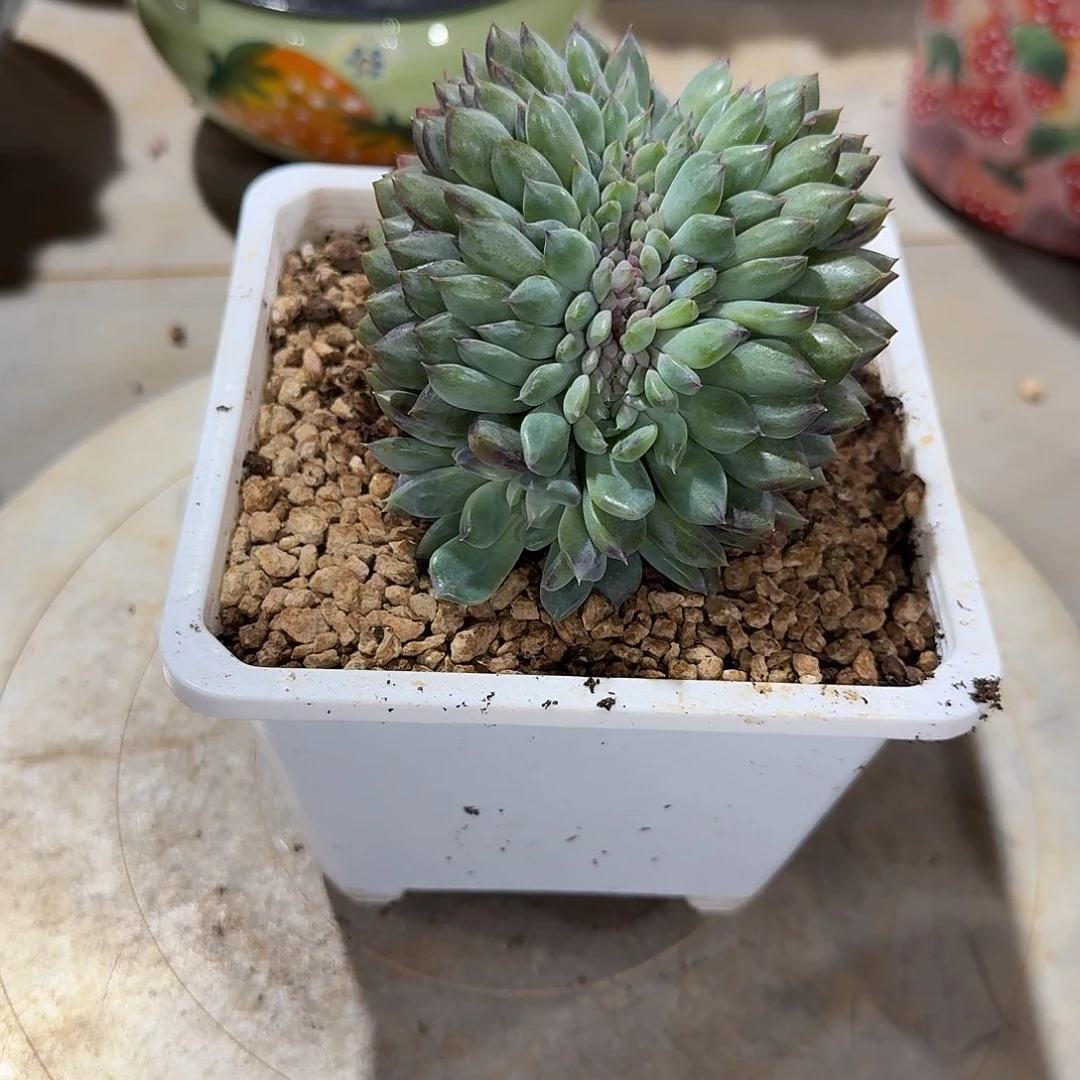 你***呀粉丝灯牌十级链接的肉肉