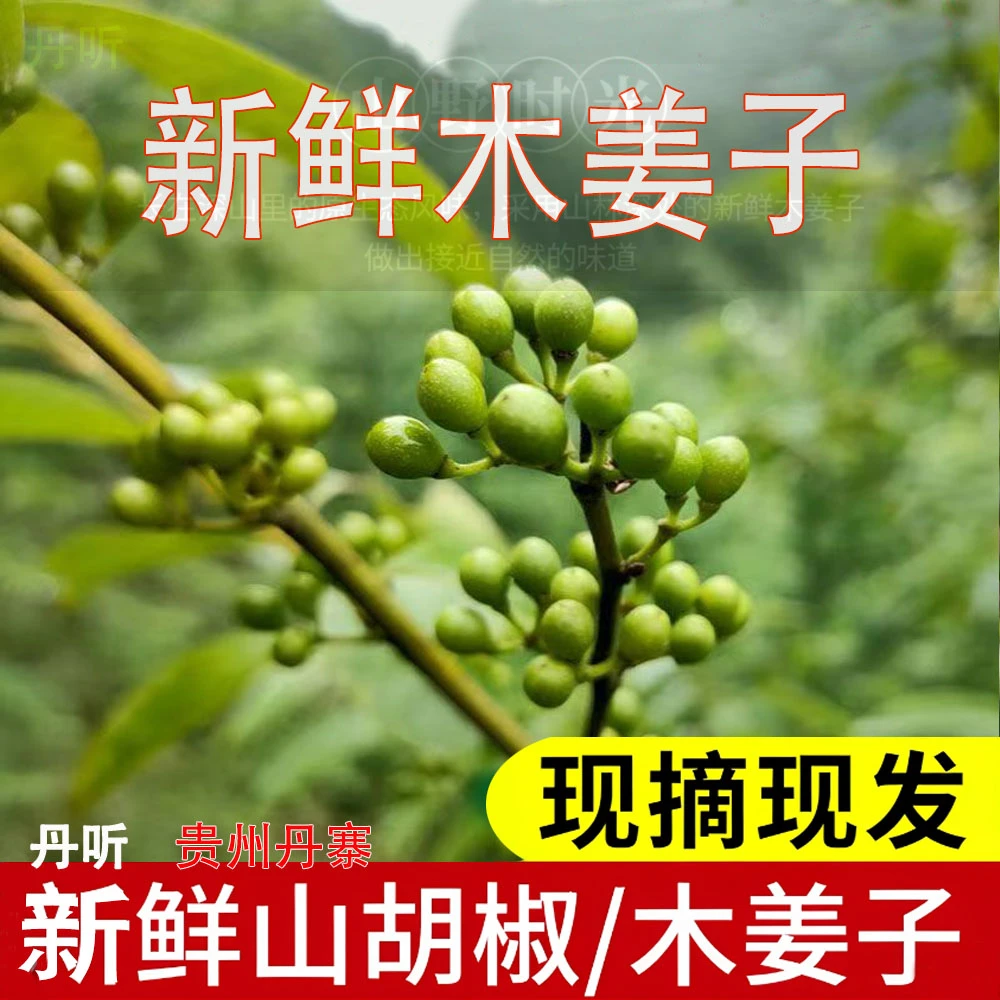 丹听 正宗高山农家新鲜山胡椒木姜子贵州丹寨小木姜子山苍子胡椒