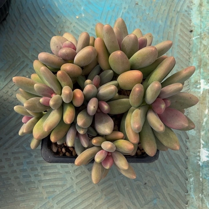 糖果美人自然群金子发货