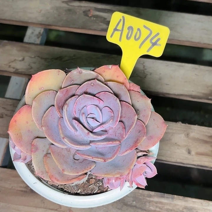 l****d尘埃玫瑰一物一拍A0074