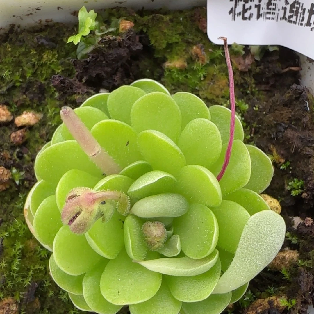 花语逸镜0208-108