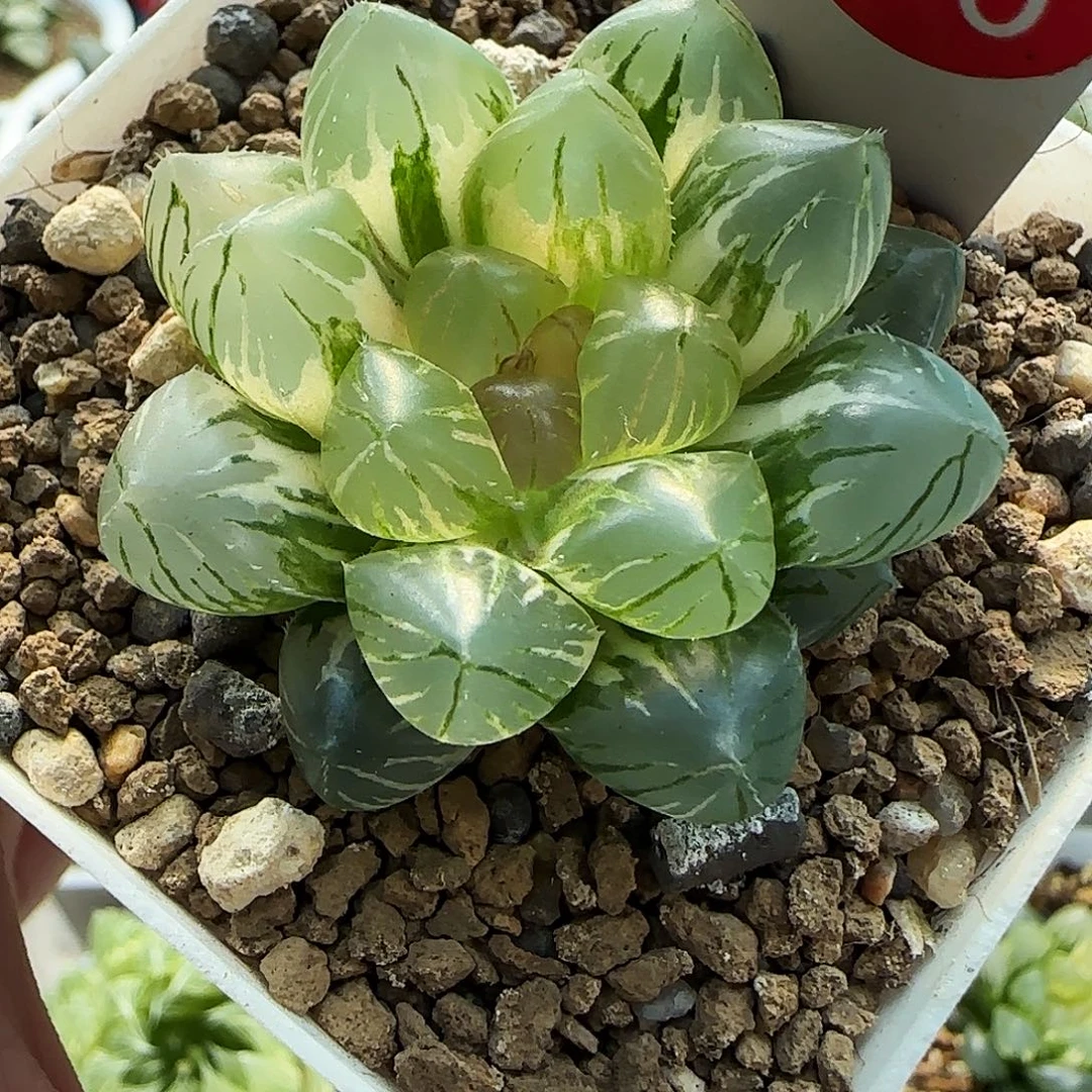 106号OM玉露锦一物一拍带盆土