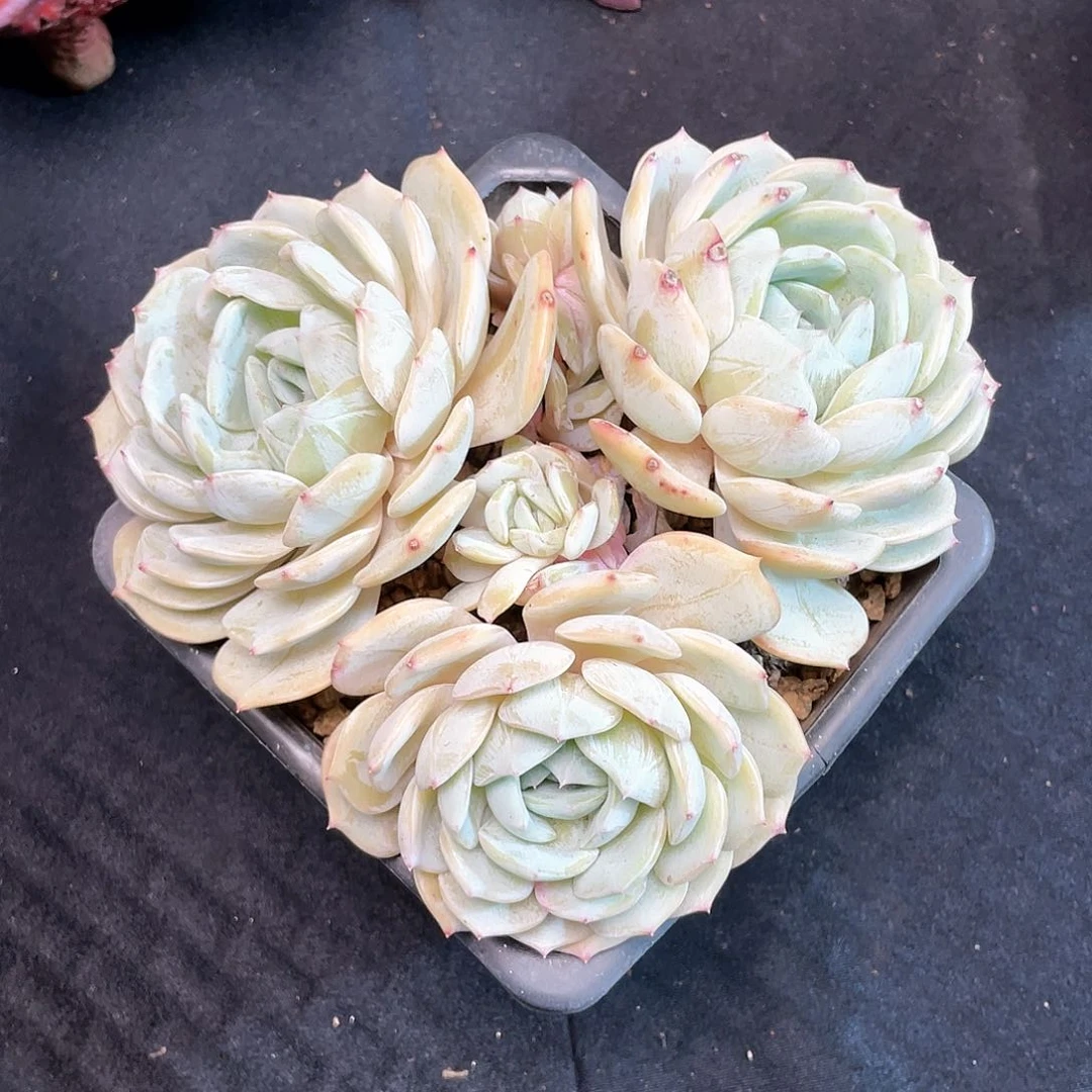 我****树劳林多肉植物大群无砍