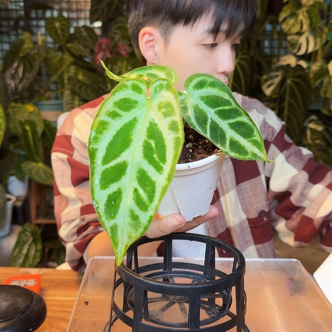 完全开放Y94银刷子杂银色闪光