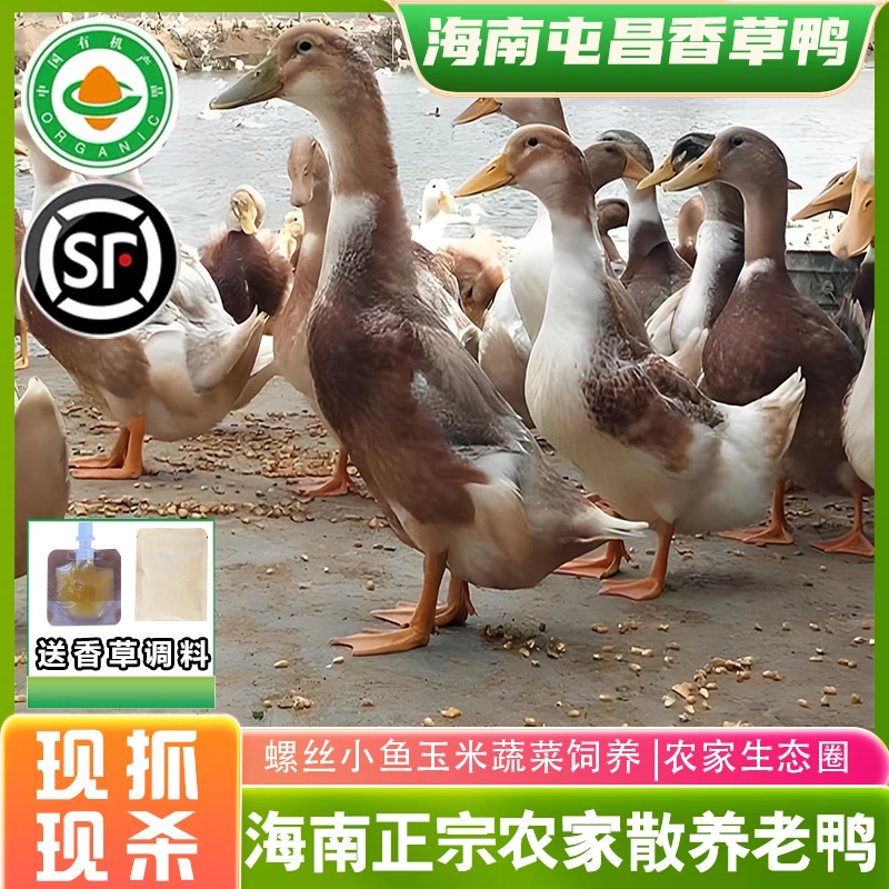 海南香草鸭散养正宗屯昌农家水鸭子麻鸭土鸭老鸭新鲜现抓现杀鸭肉