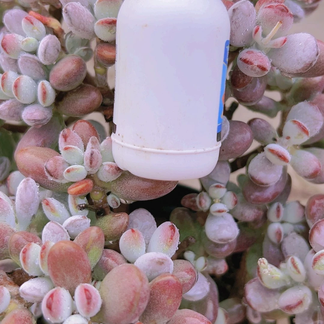 【闪购商品】自用杀菌多肉