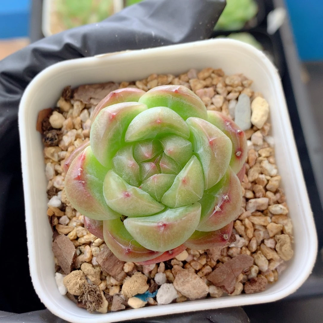 58包邮  群生不包整糖心146