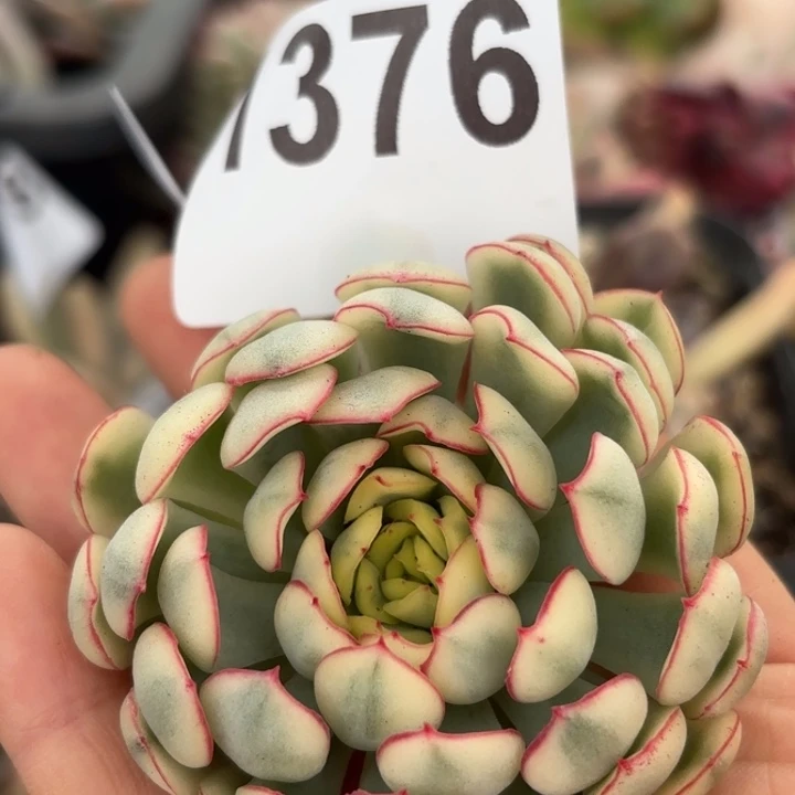 头盖锦满18包邮当场凑单凑不满发顺丰到付