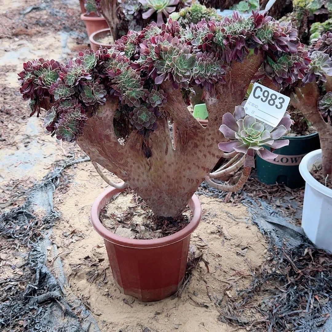 983欧紫朵朵一颗牙呀