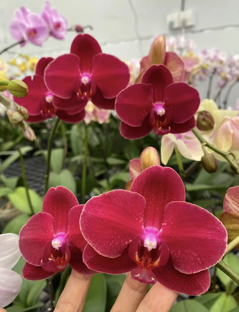 《拉菲》蝴蝶兰3.0成熟苗（双花剑）室内盆栽基地直发